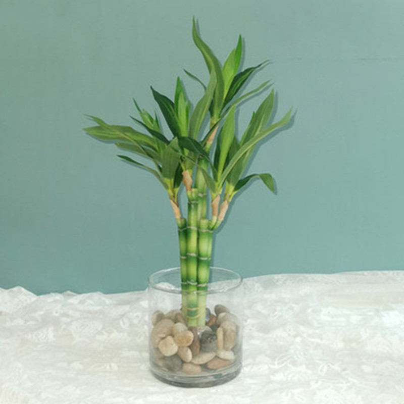 Aquarium Fish Pot - Mới 40Cm RFtificial May Mắn Tre