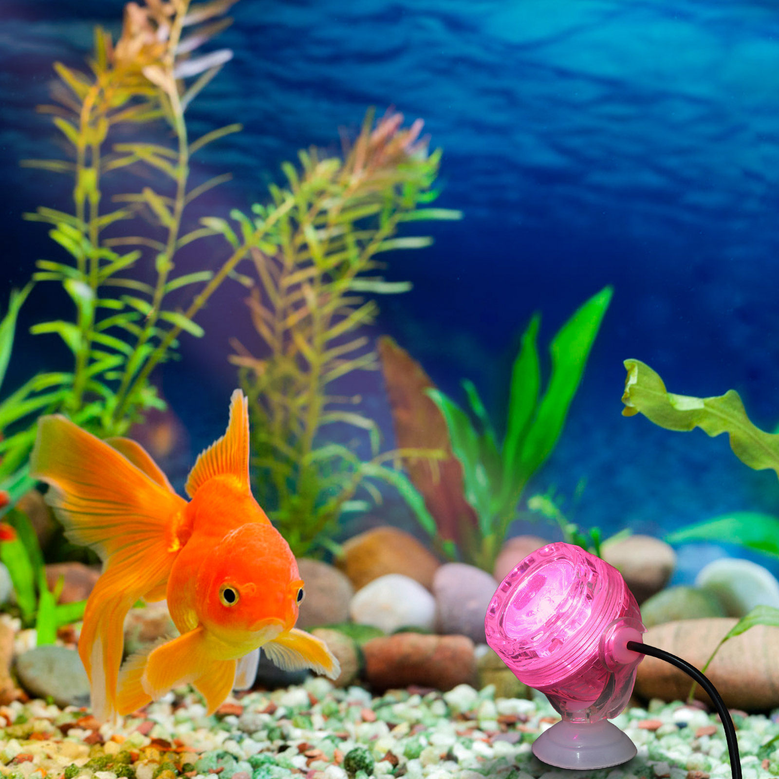 Small LED Aquarium Light Water - đánh giá và giá Aquarium Fish Rainbow
