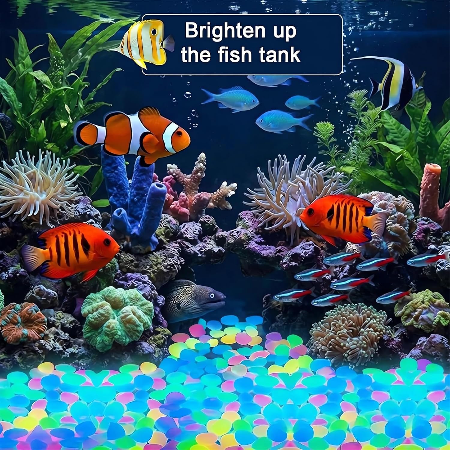 2026 Colored Night Glow Pebble - đánh giá và giá Aquarium Fish Rainbow