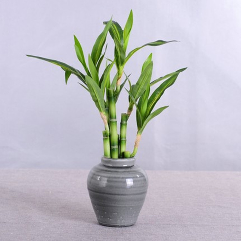 Mới 40Cm RFtificial May Mắn Tr - đánh giá và giá Aquarium Fish Pot