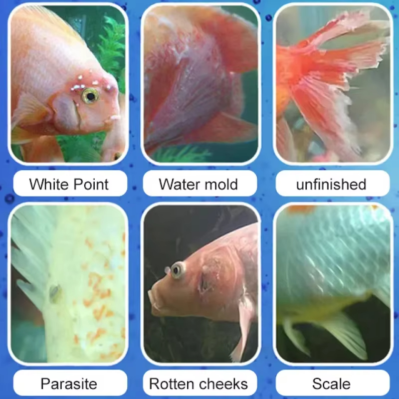 SIKEZHAN Fish Disease Treatmen - đánh giá và giá Aquarium Fish Saltwater