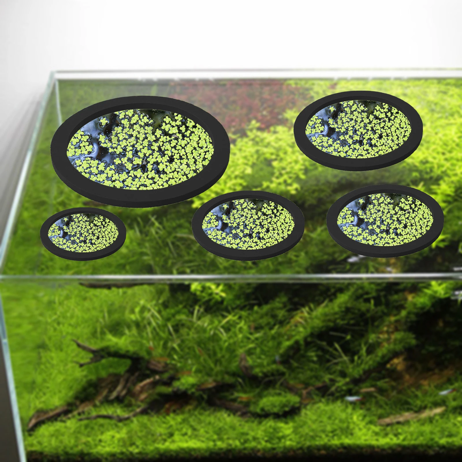 5Pcs EVA Fish Feeding Ring Aqu - đánh giá và giá Aquarium Fish House