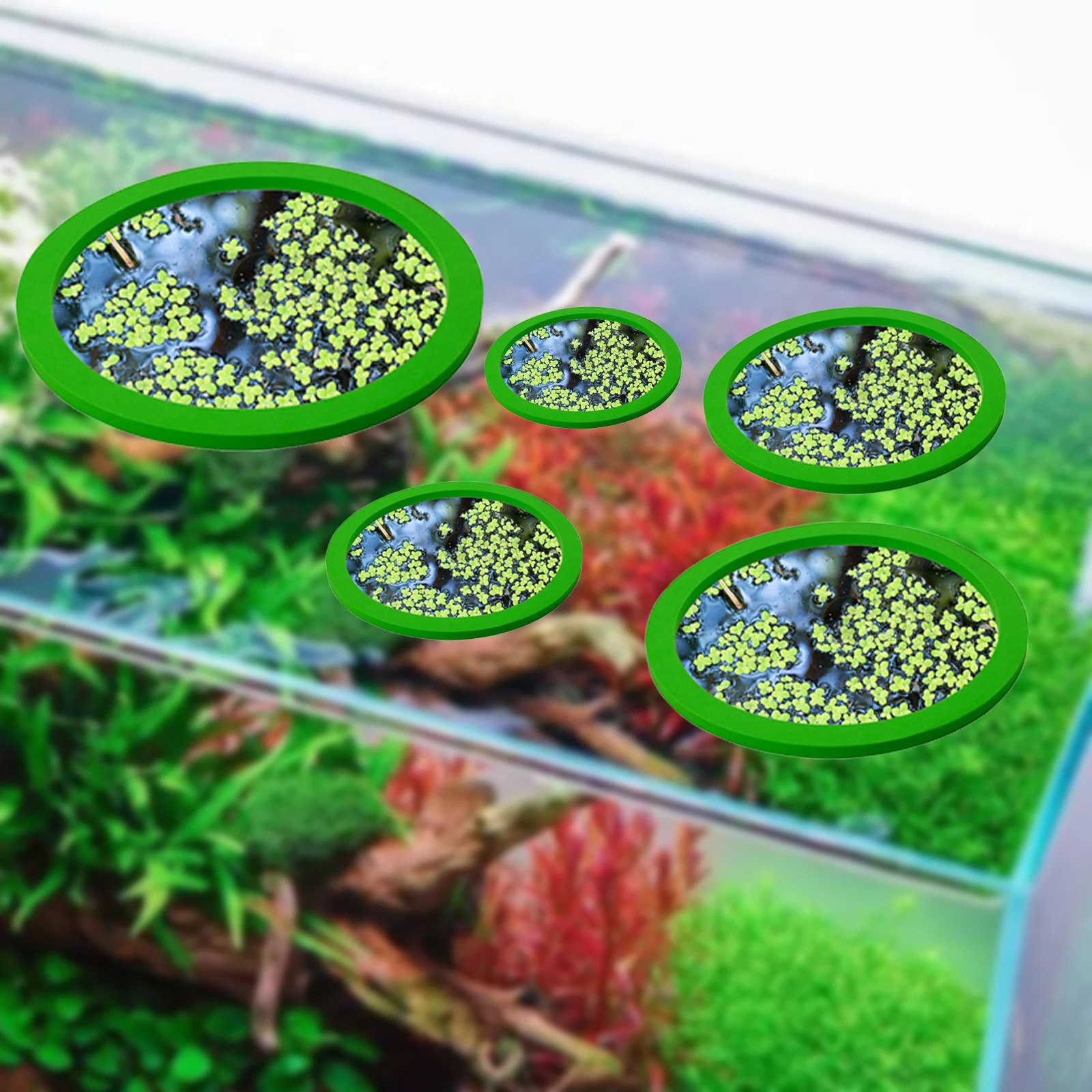 5Pcs EVA Fish Feeding Ring Aqu - đánh giá và giá Aquarium Fish House