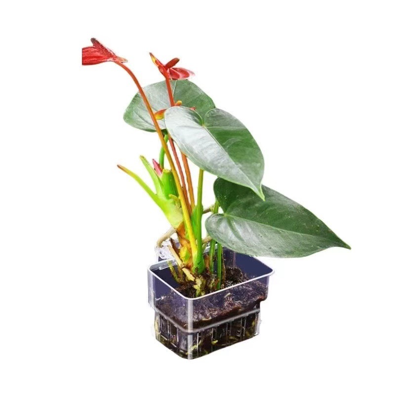 Aquarium Hydroponic Planting B - đánh giá và giá Aquarium Fish Pot